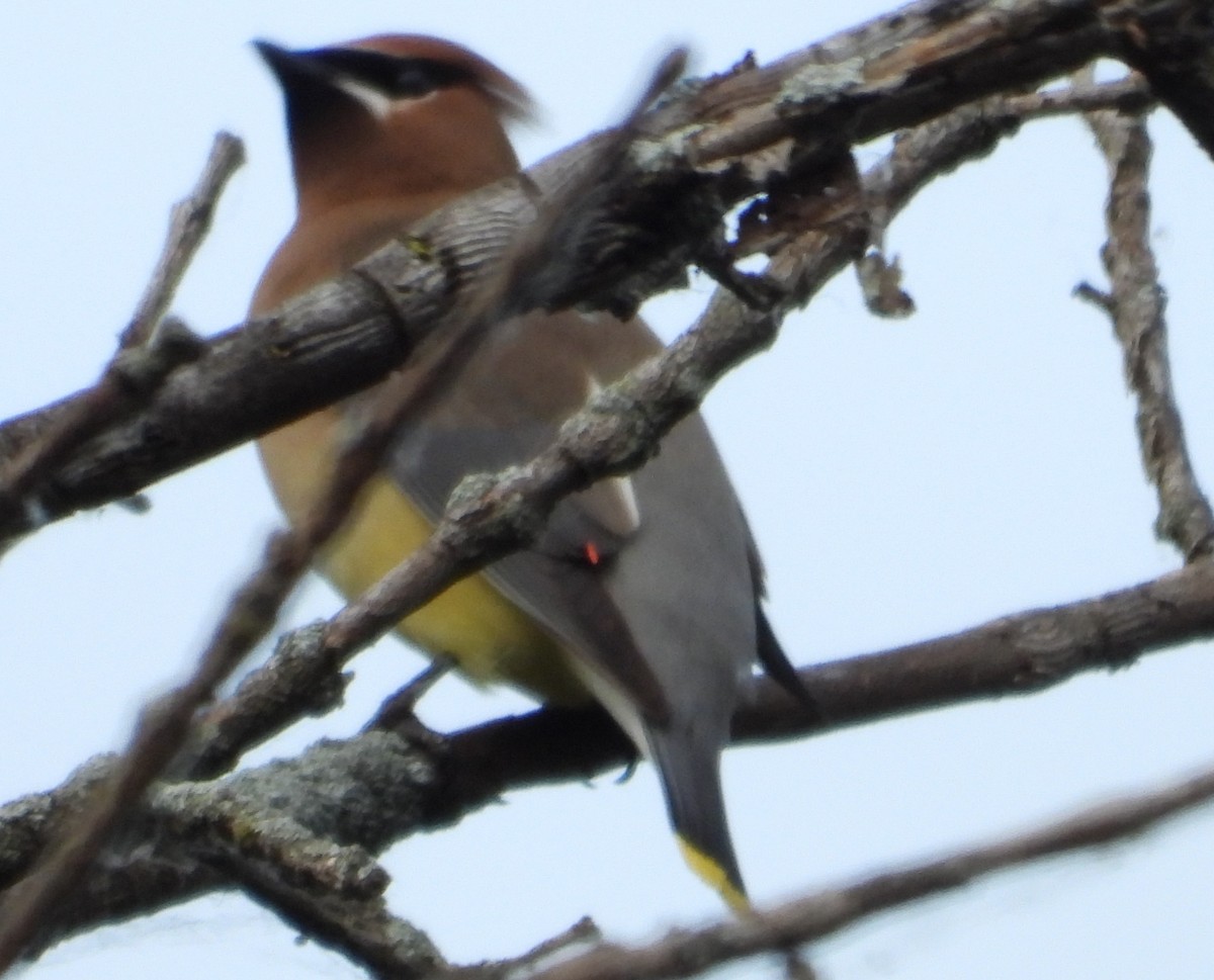 Cedar Waxwing - ML620198523