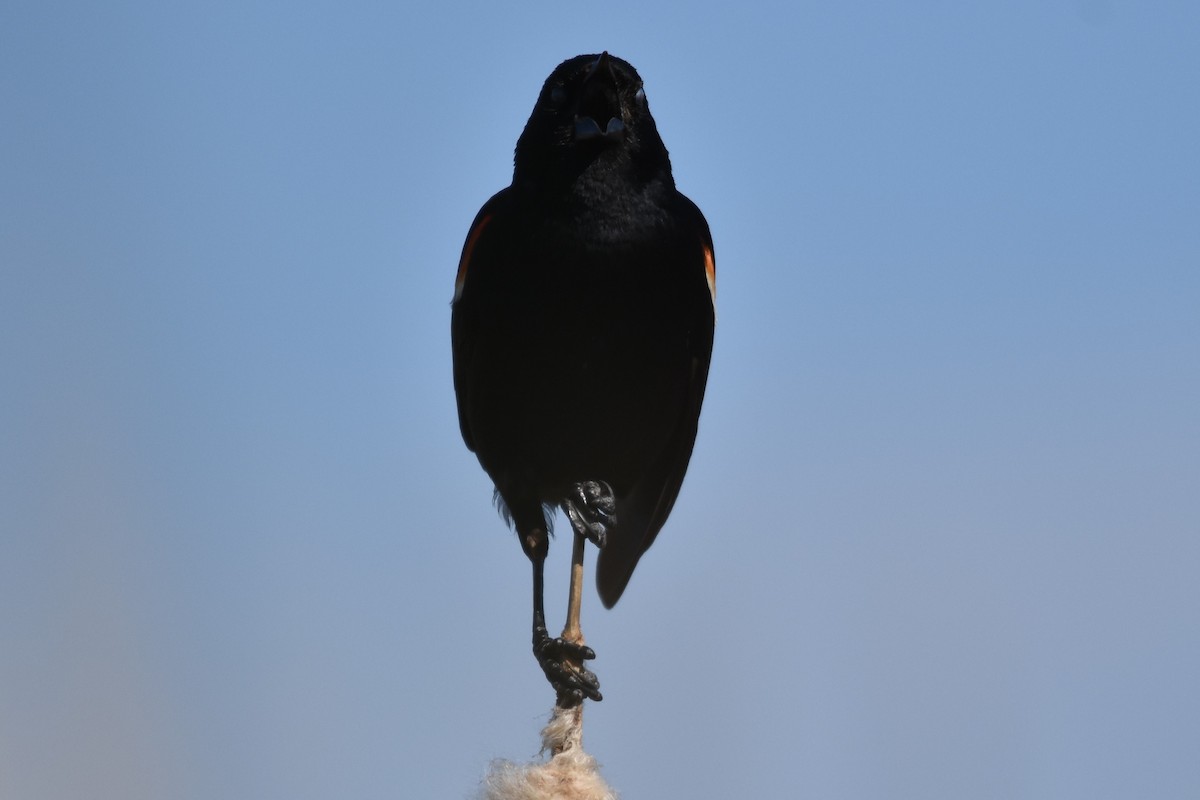 Red-winged Blackbird - ML620198528