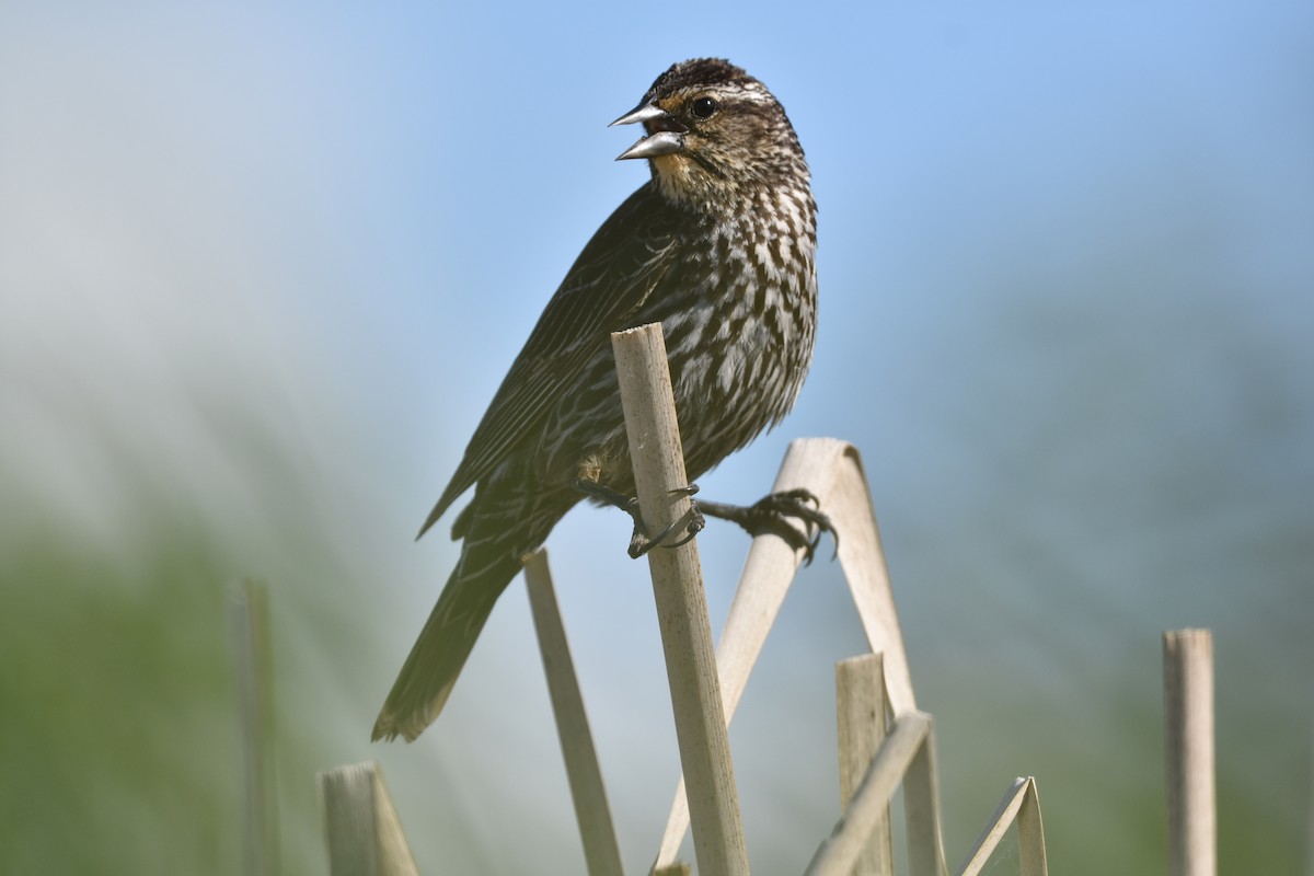 Red-winged Blackbird - Ben Stubbs