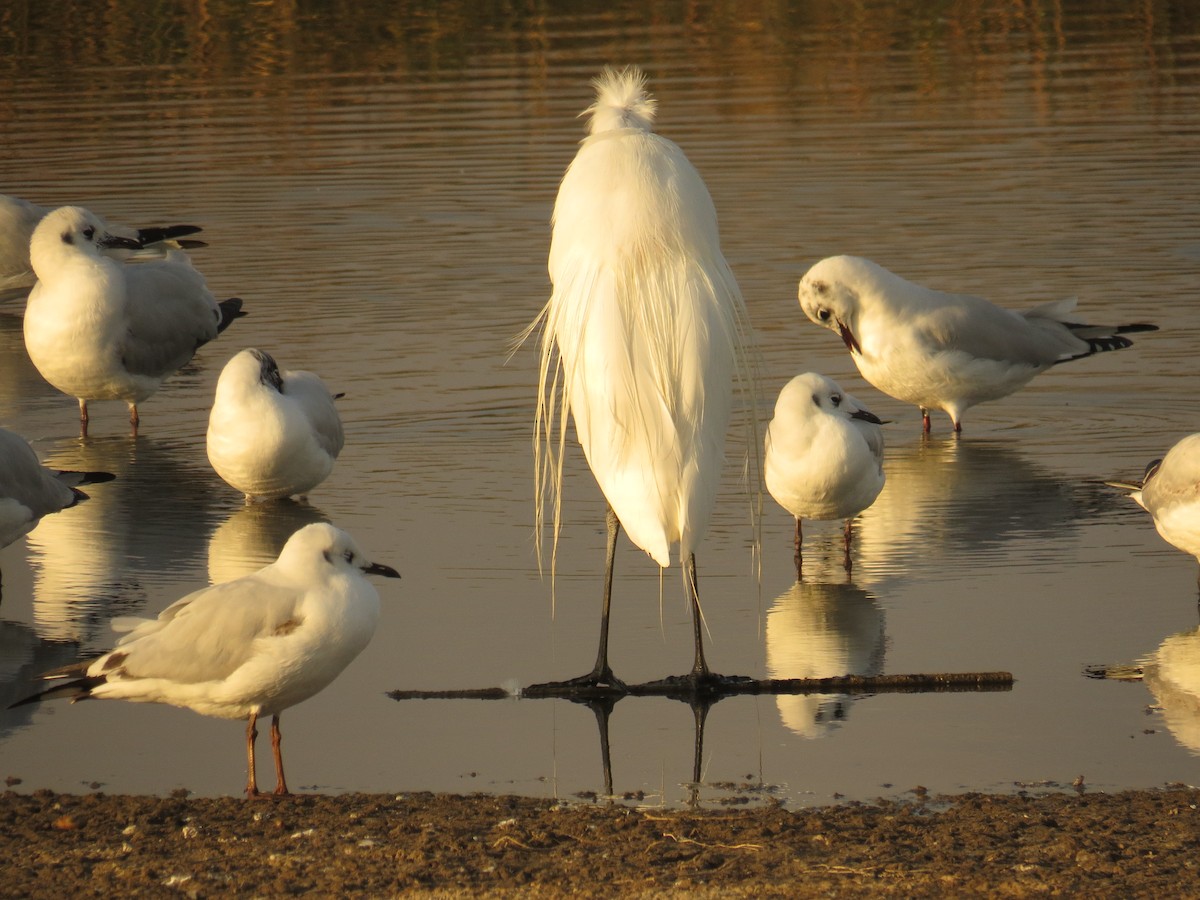 Great Egret - ML620198533