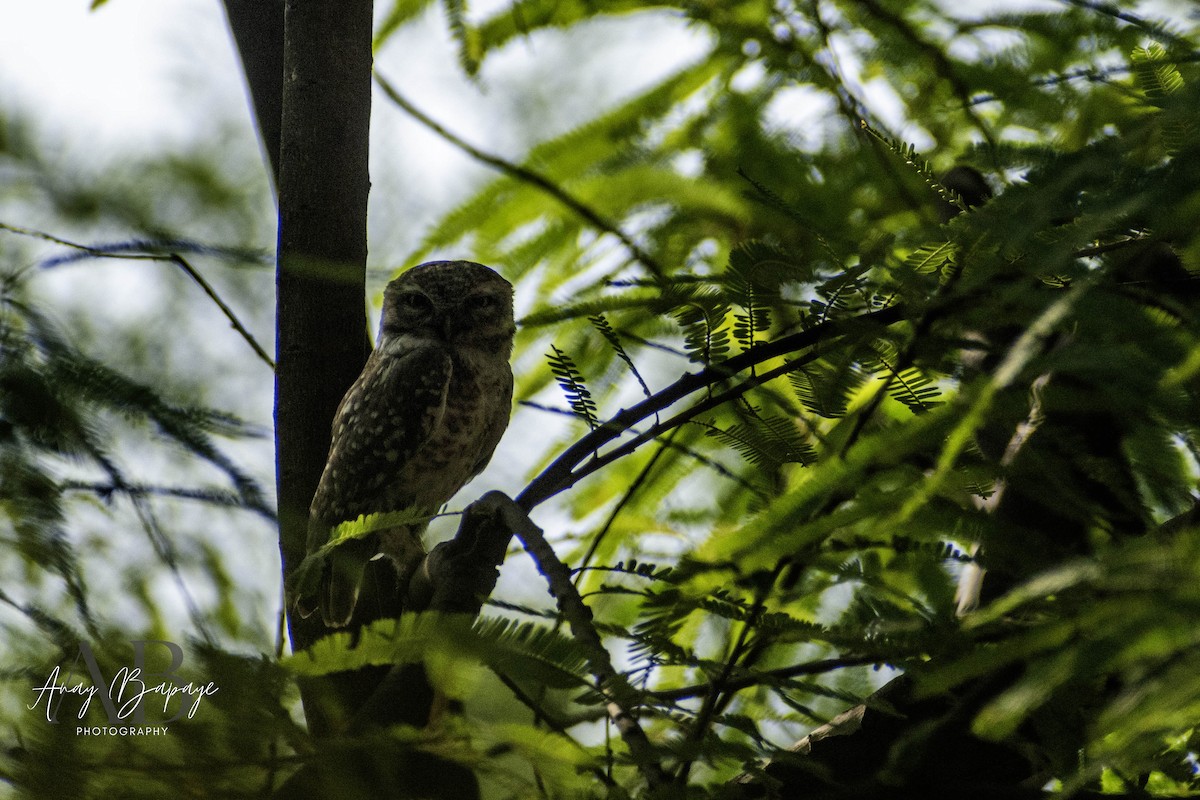 Spotted Owlet - ML620198538