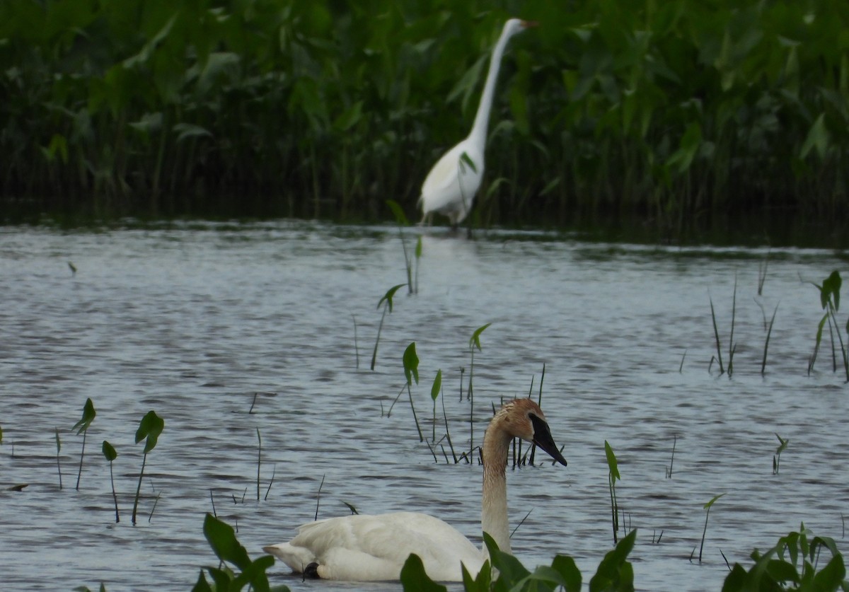 Trompeterschwan - ML620198541