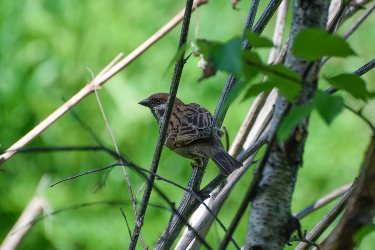 Eurasian Tree Sparrow - ML620198542