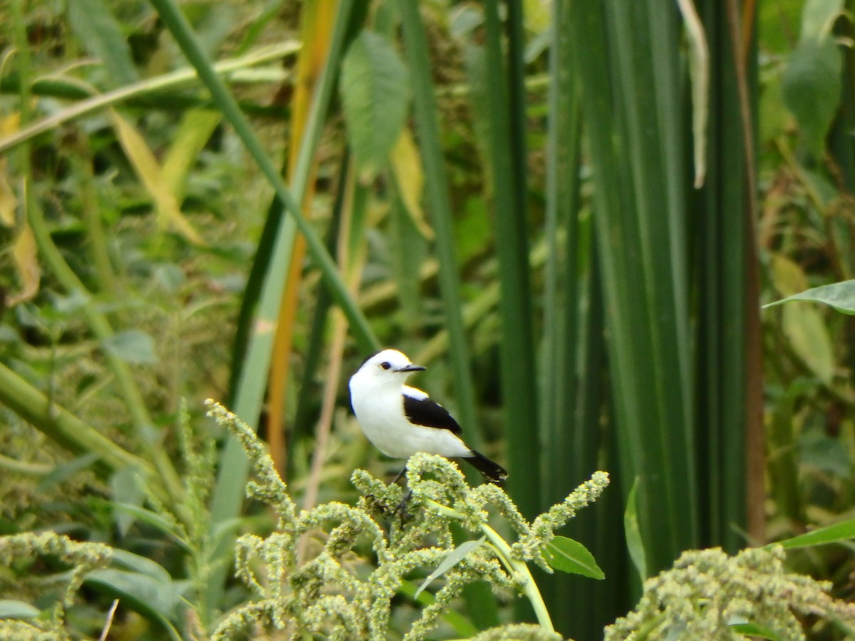 Pied Water-Tyrant - ML620198547