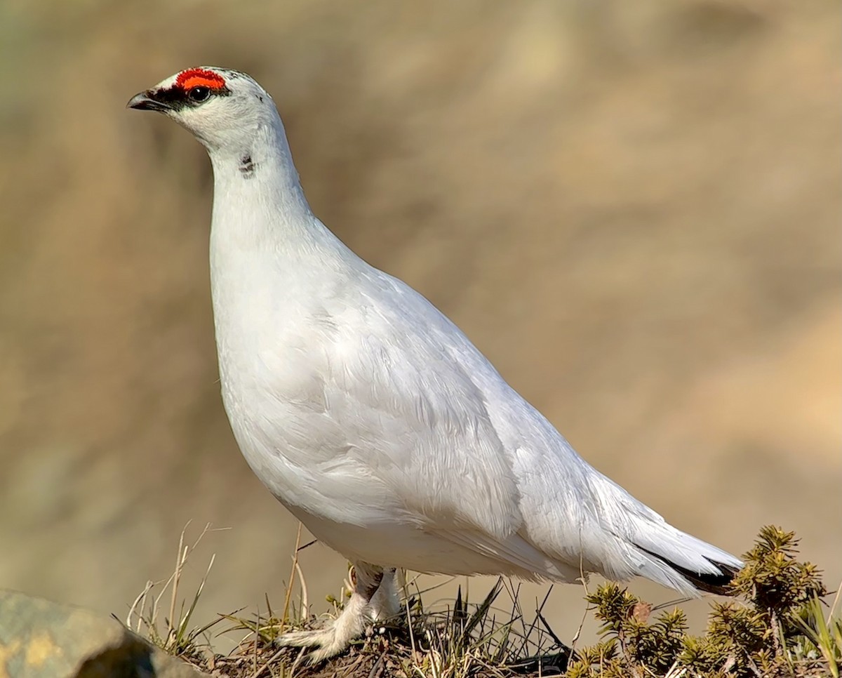 Rock Ptarmigan - Detlef Buettner