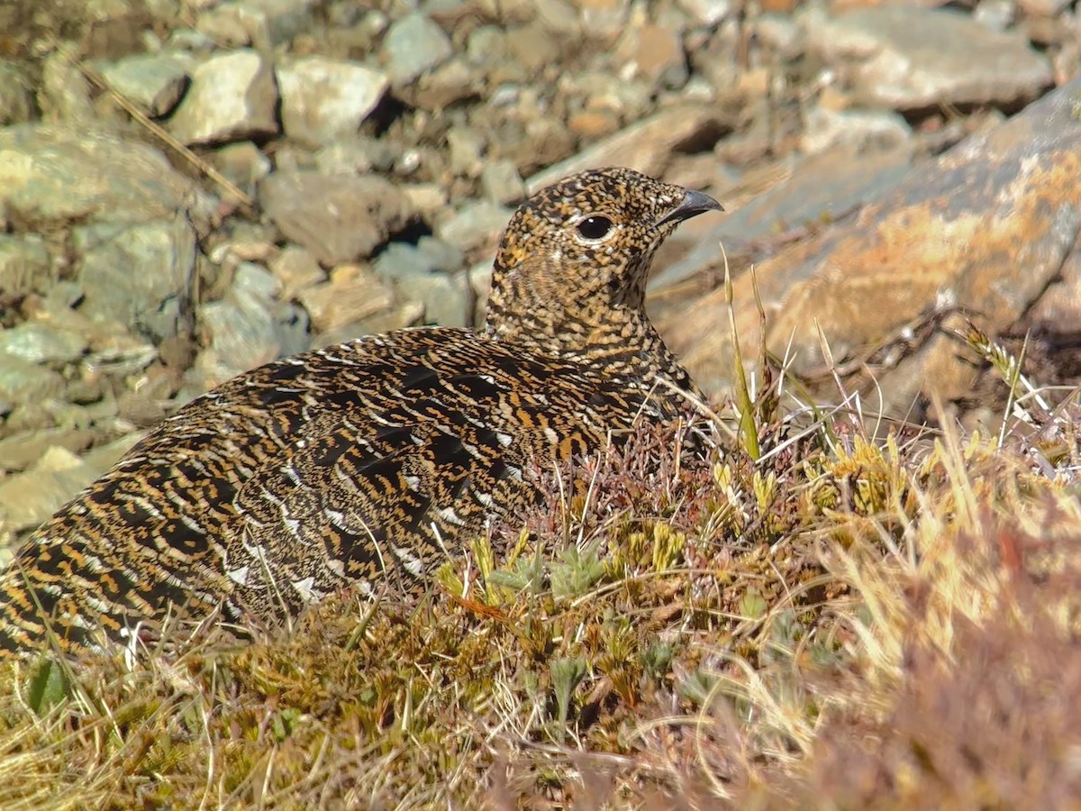 Rock Ptarmigan - ML620198572