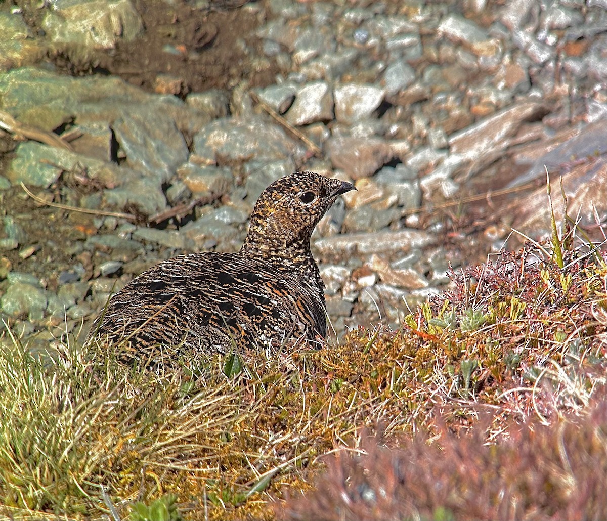 Rock Ptarmigan - ML620198573