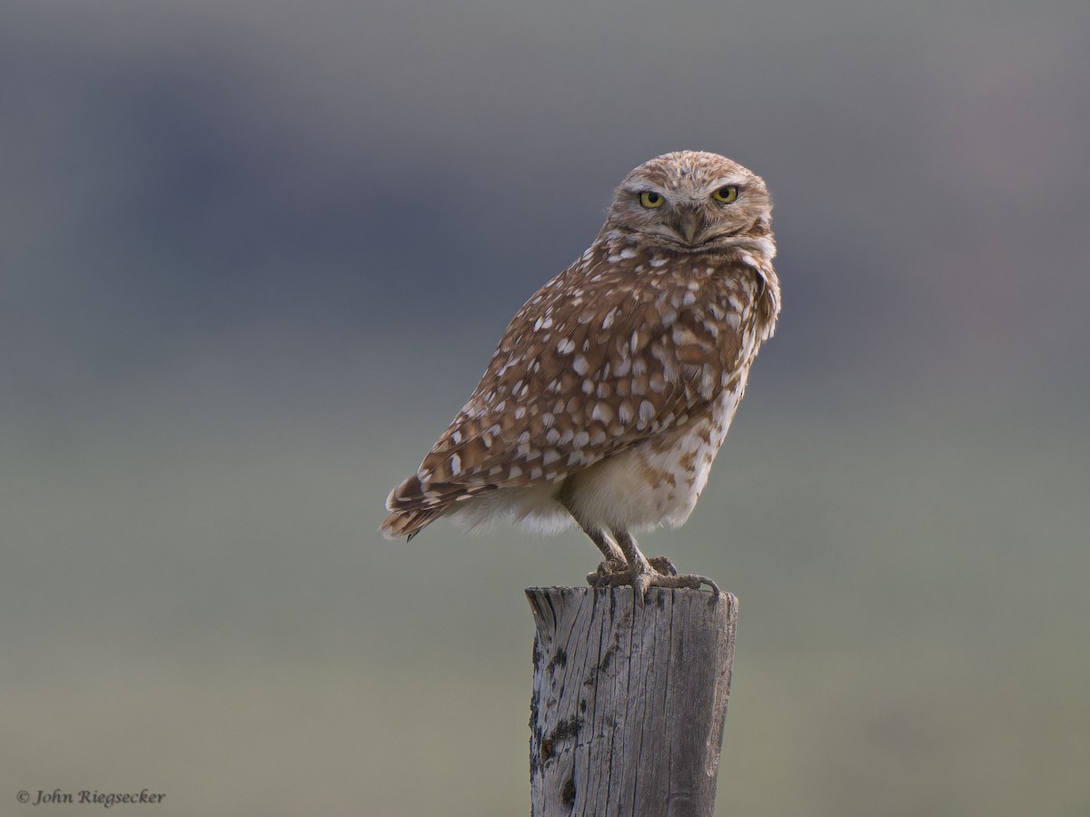 Burrowing Owl - ML620198582