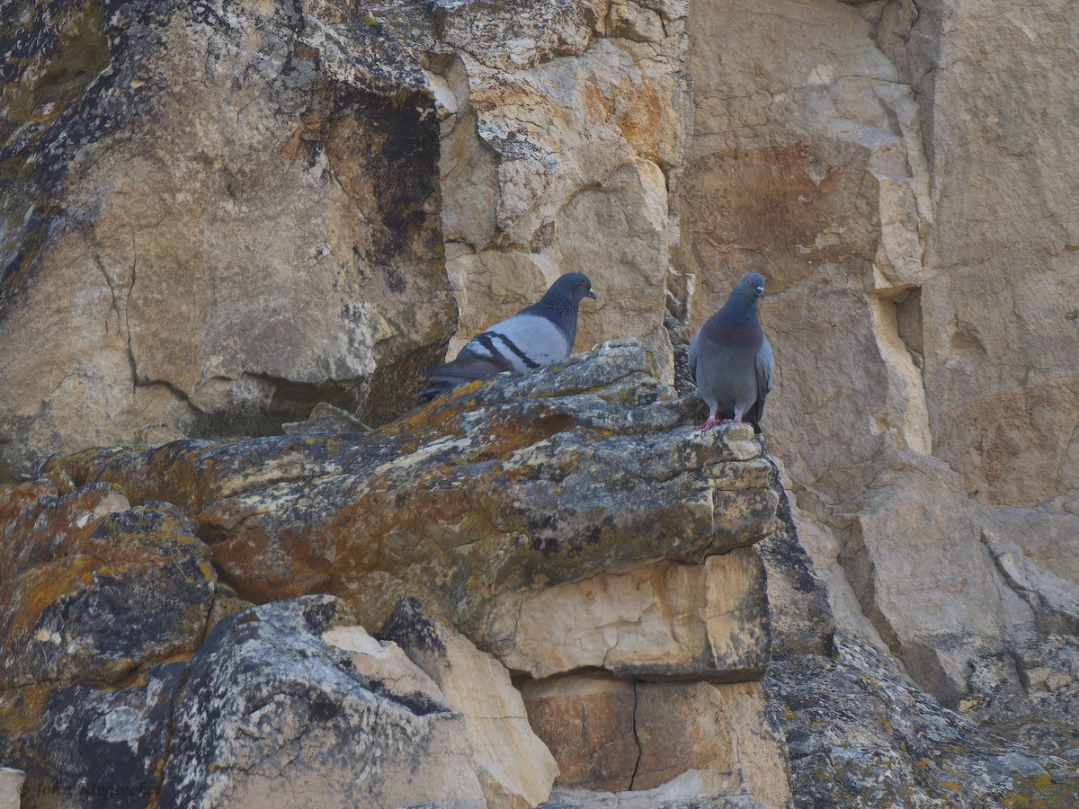 Rock Pigeon (Feral Pigeon) - ML620198588
