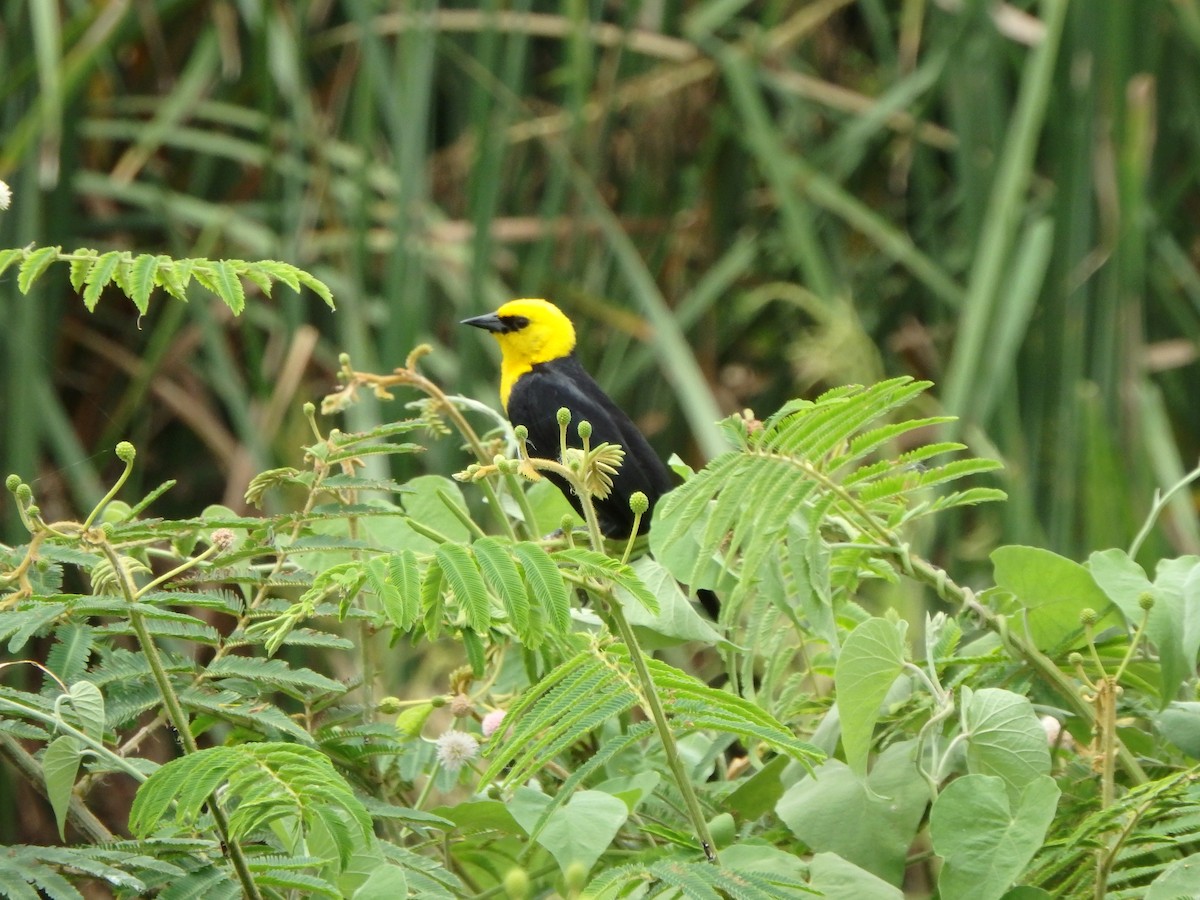 Yellow-hooded Blackbird - Edouard Paiva