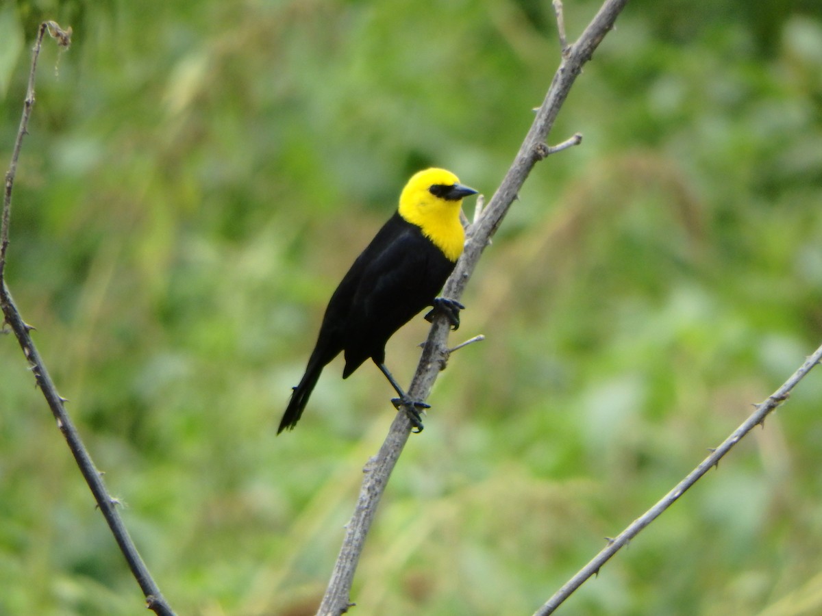 Yellow-hooded Blackbird - ML620198595
