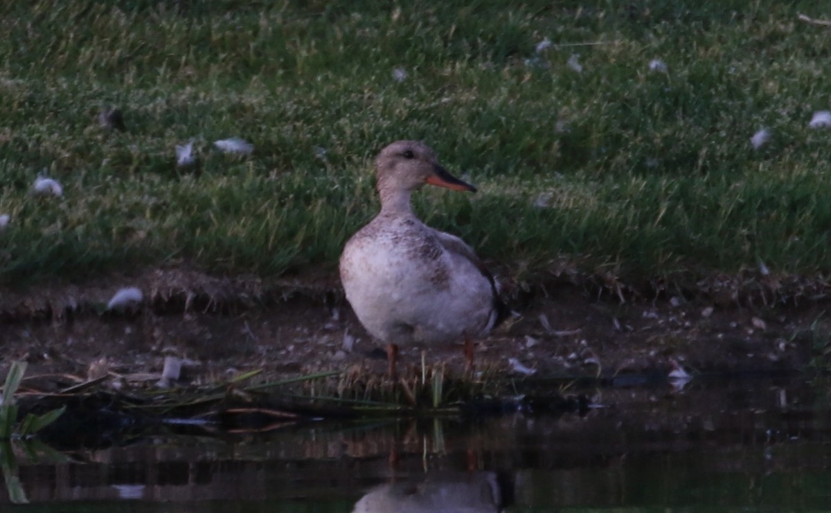 Gadwall - ML620198596