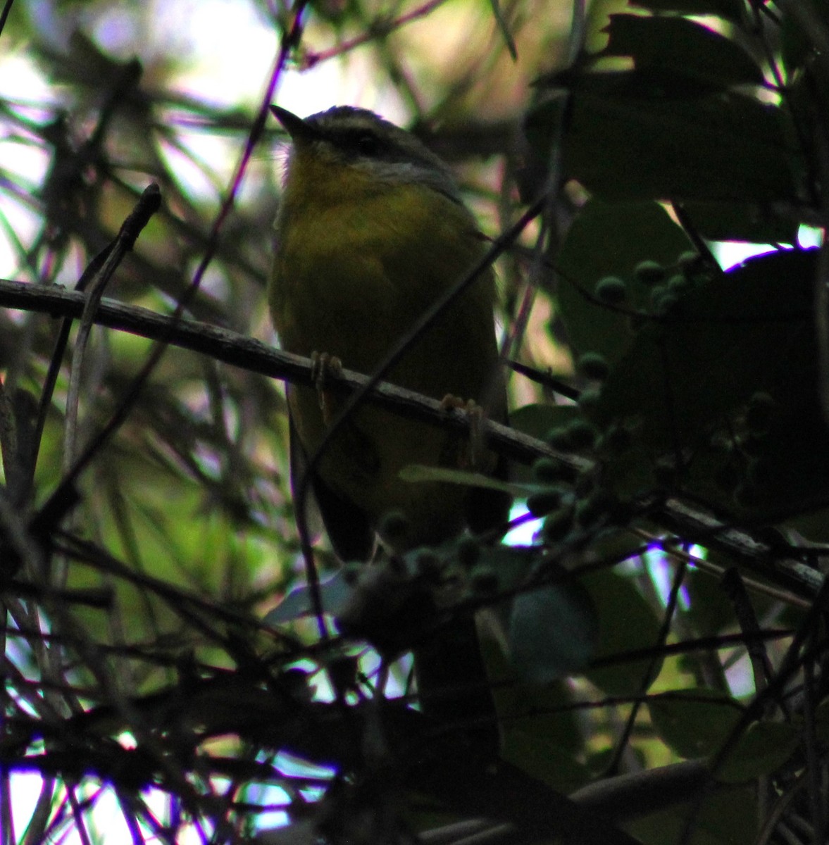 Golden-crowned Warbler - Pablo Romano