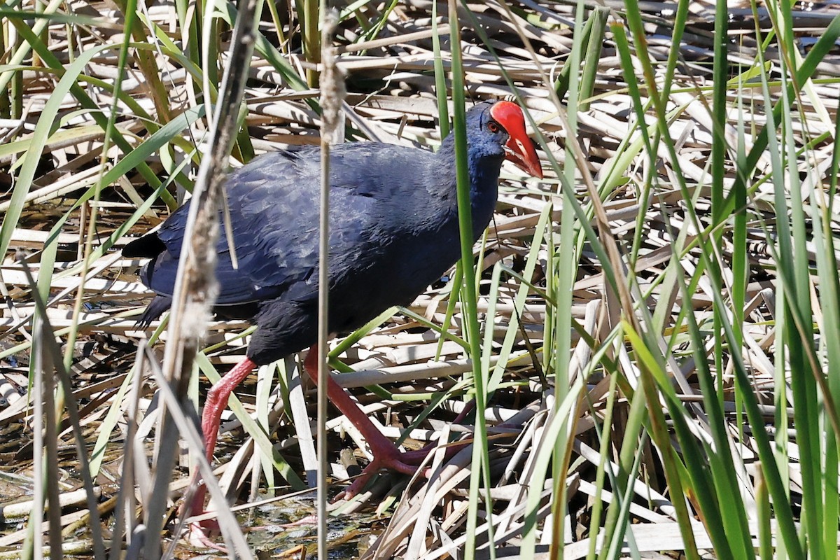 Western Swamphen - ML620198614