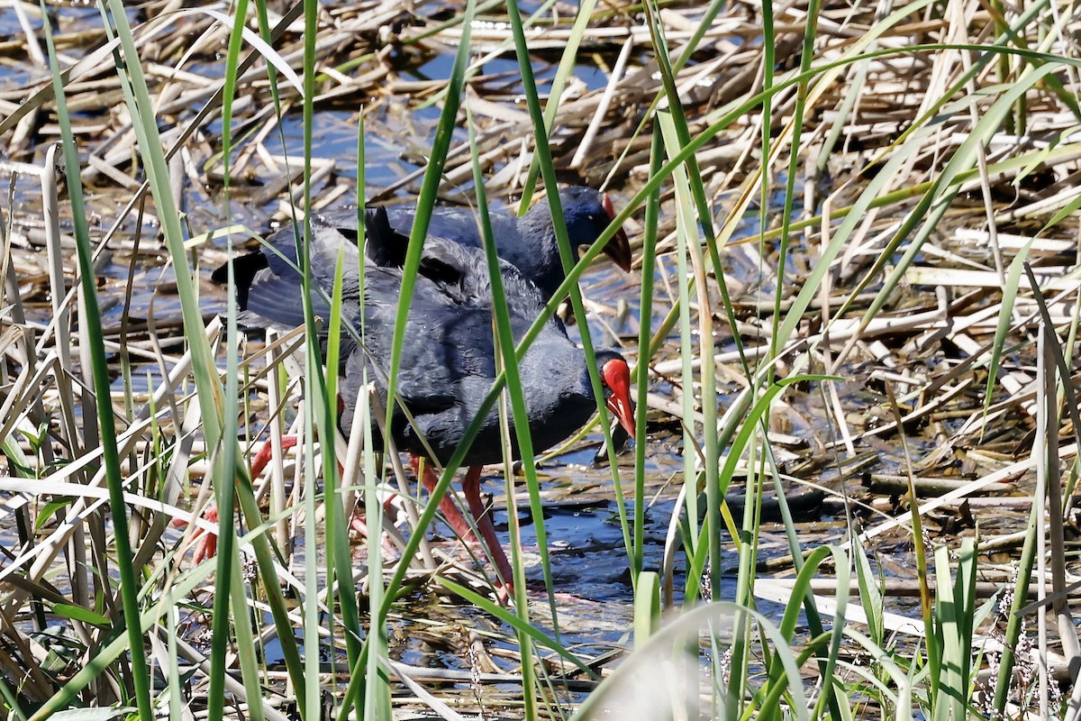 Western Swamphen - ML620198615