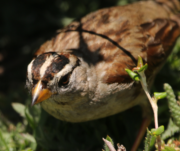 White-crowned Sparrow - ML620198617
