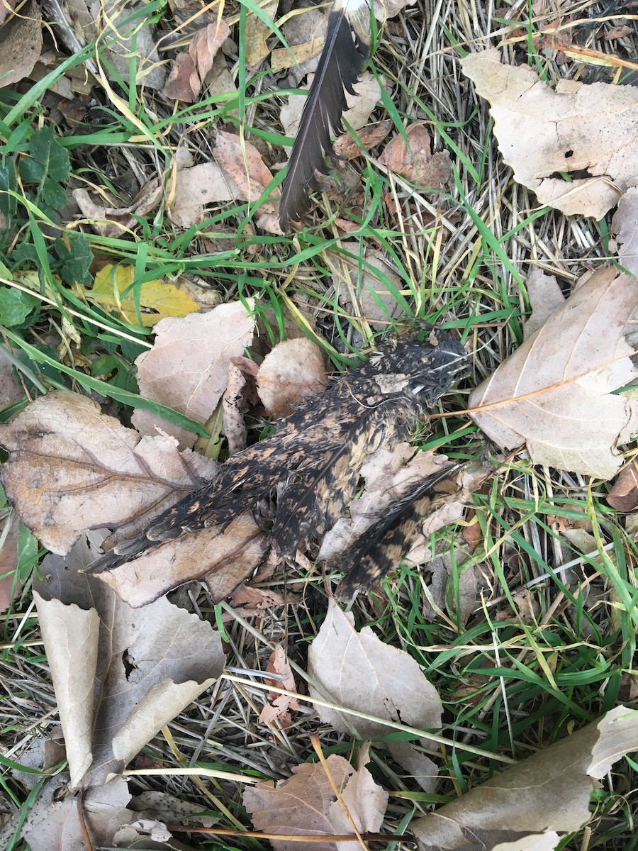 Band-winged Nightjar - ML620198627