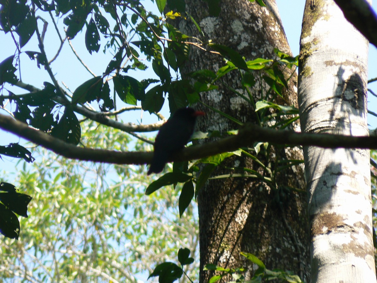 Black-fronted Nunbird - ML620198628