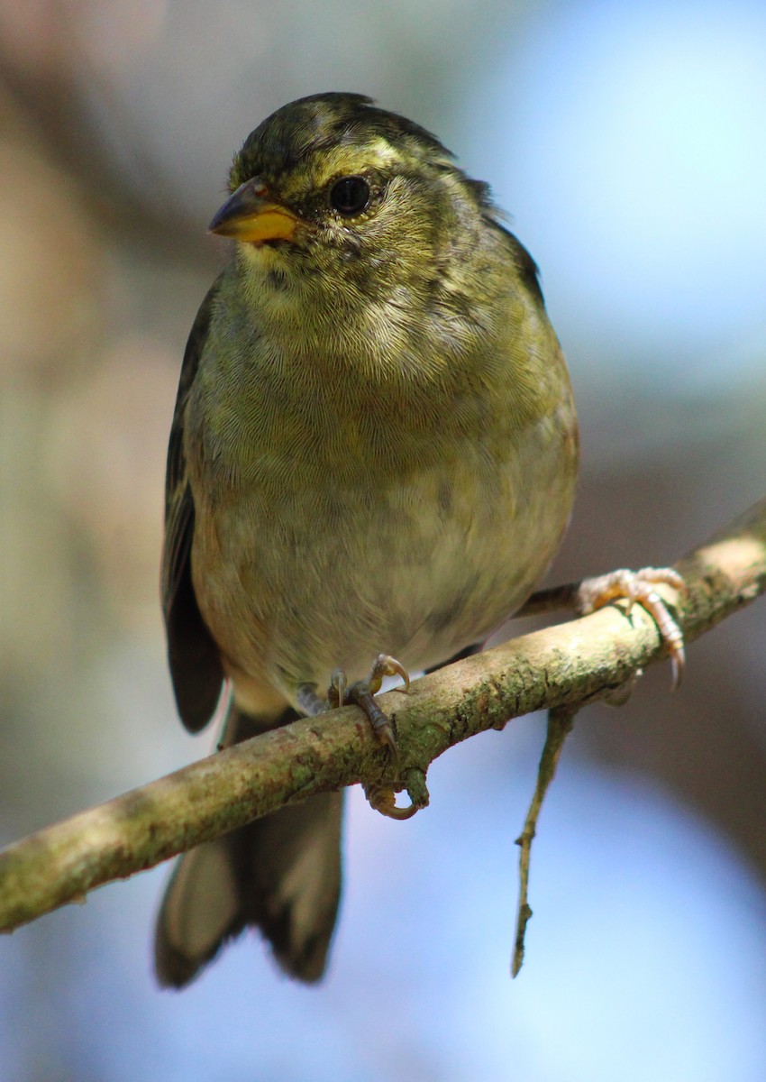 Gray-throated Warbling Finch - ML620198635