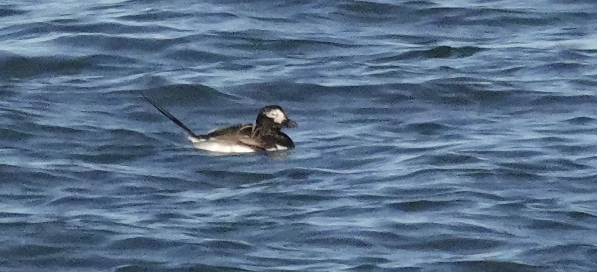 Long-tailed Duck - ML620198636