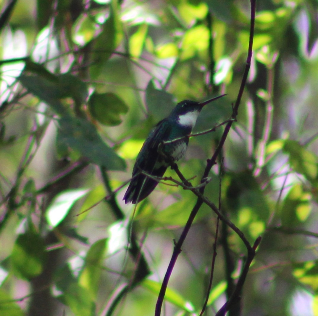 White-throated Hummingbird - ML620198643