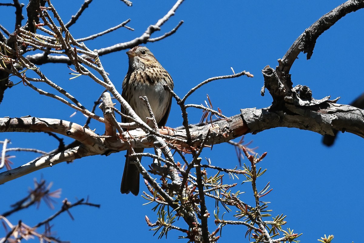 Lincoln's Sparrow - ML620198647