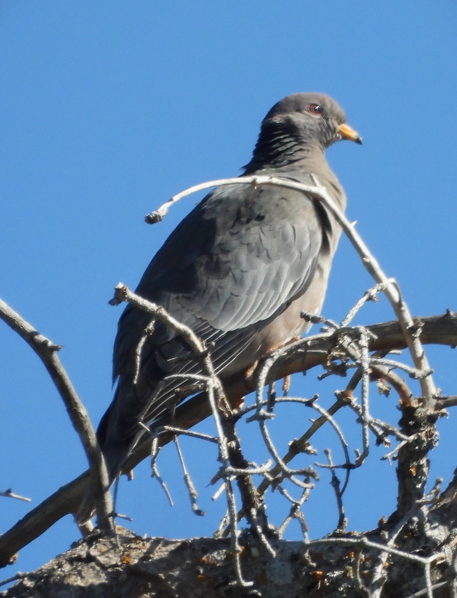 Band-tailed Pigeon - ML620198651