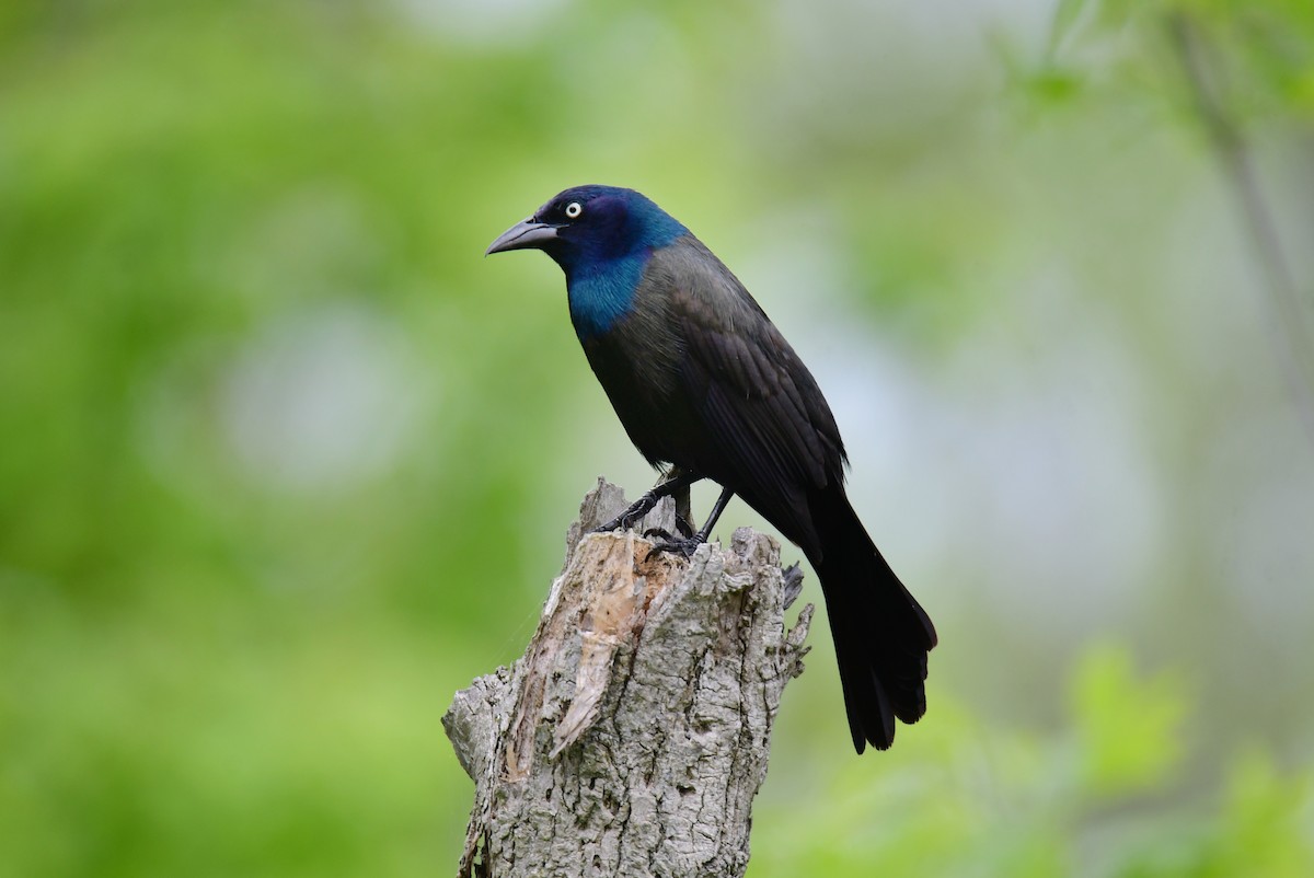 Common Grackle - ML620198653