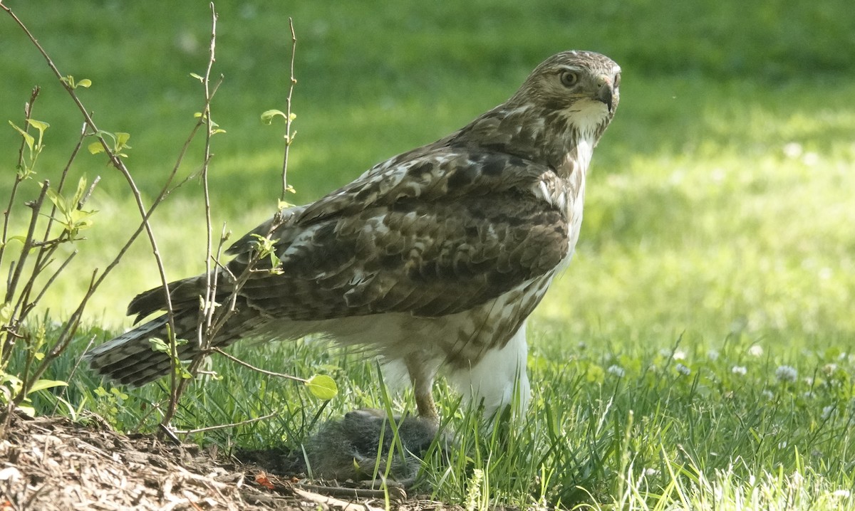 Red-tailed Hawk - ML620198655