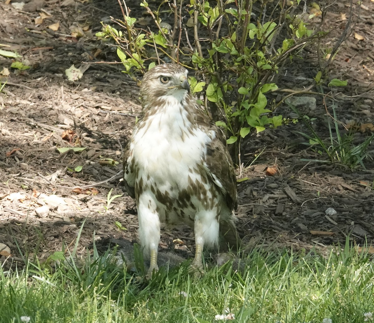 Red-tailed Hawk - ML620198656