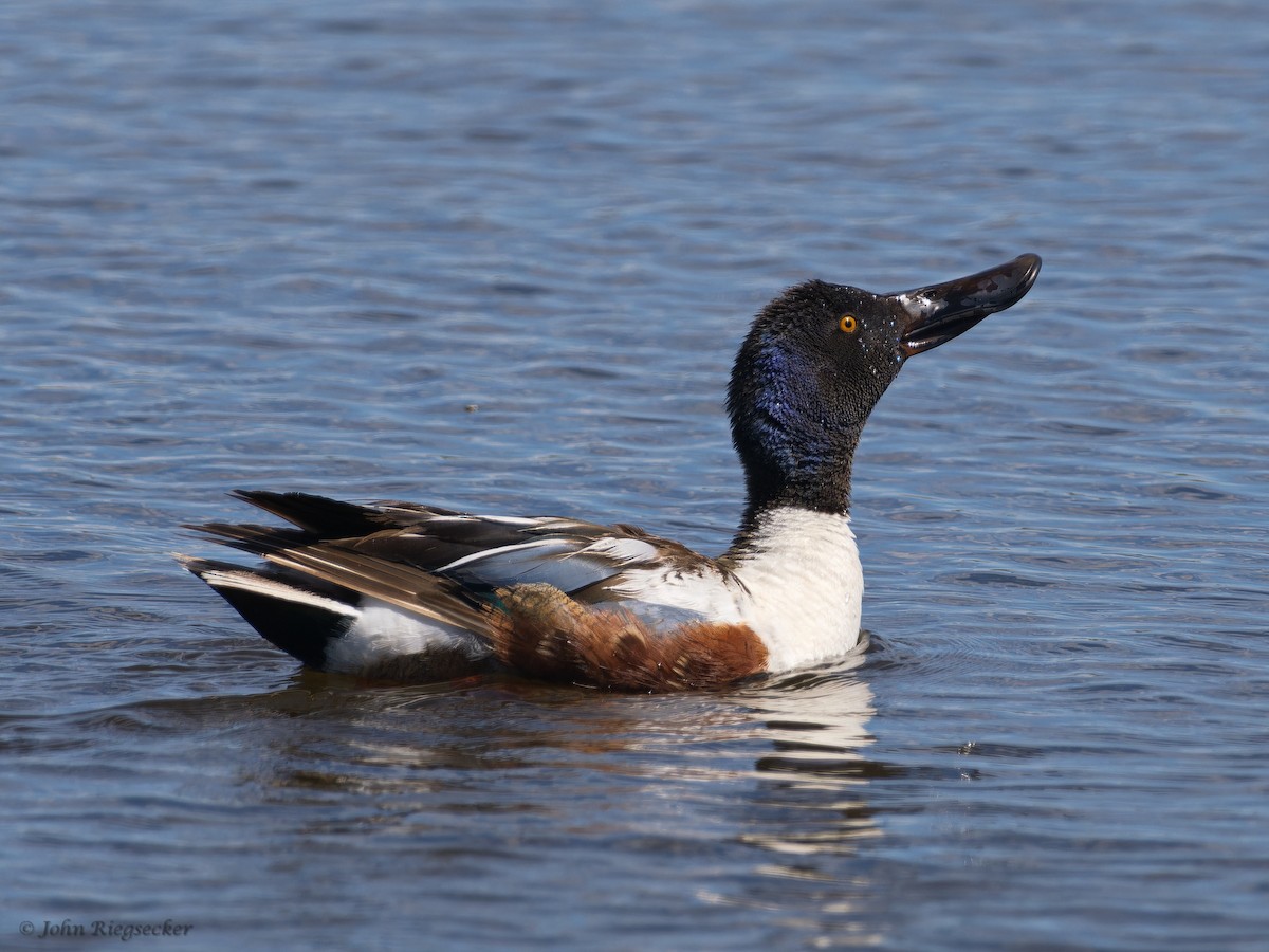 Northern Shoveler - ML620198658