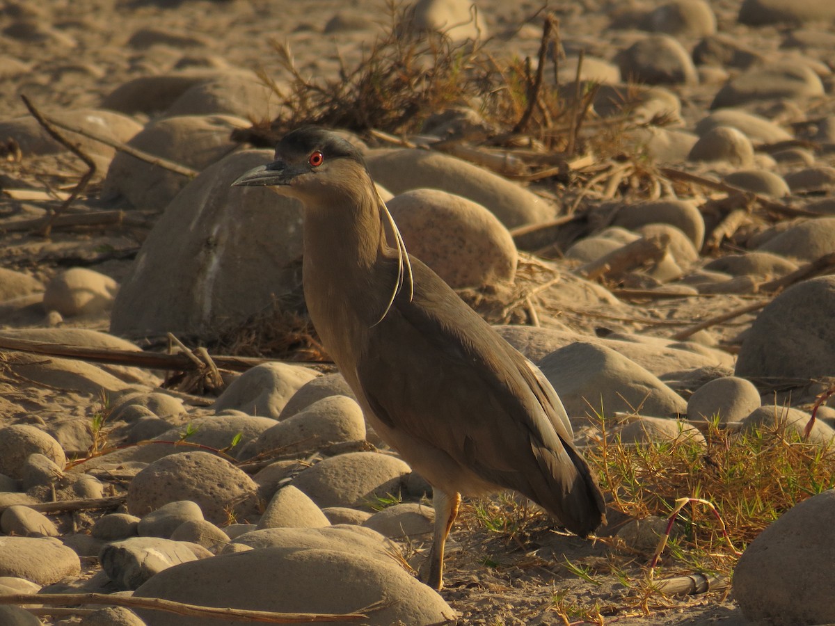 Black-crowned Night Heron - ML620198661