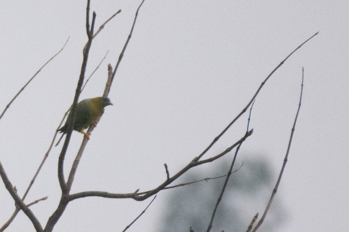 Yellow-footed Green-Pigeon - ML620198663