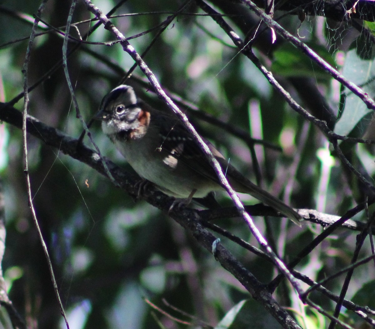 Rufous-collared Sparrow - ML620198665