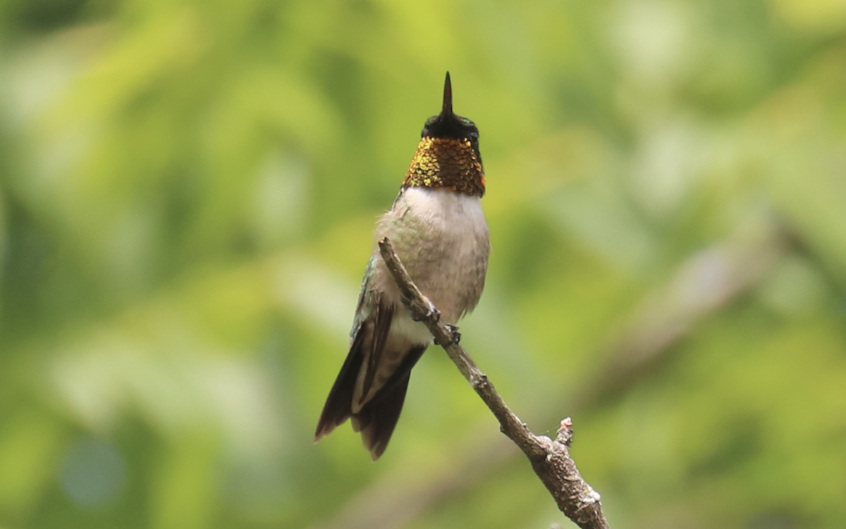 Ruby-throated Hummingbird - ML620198666