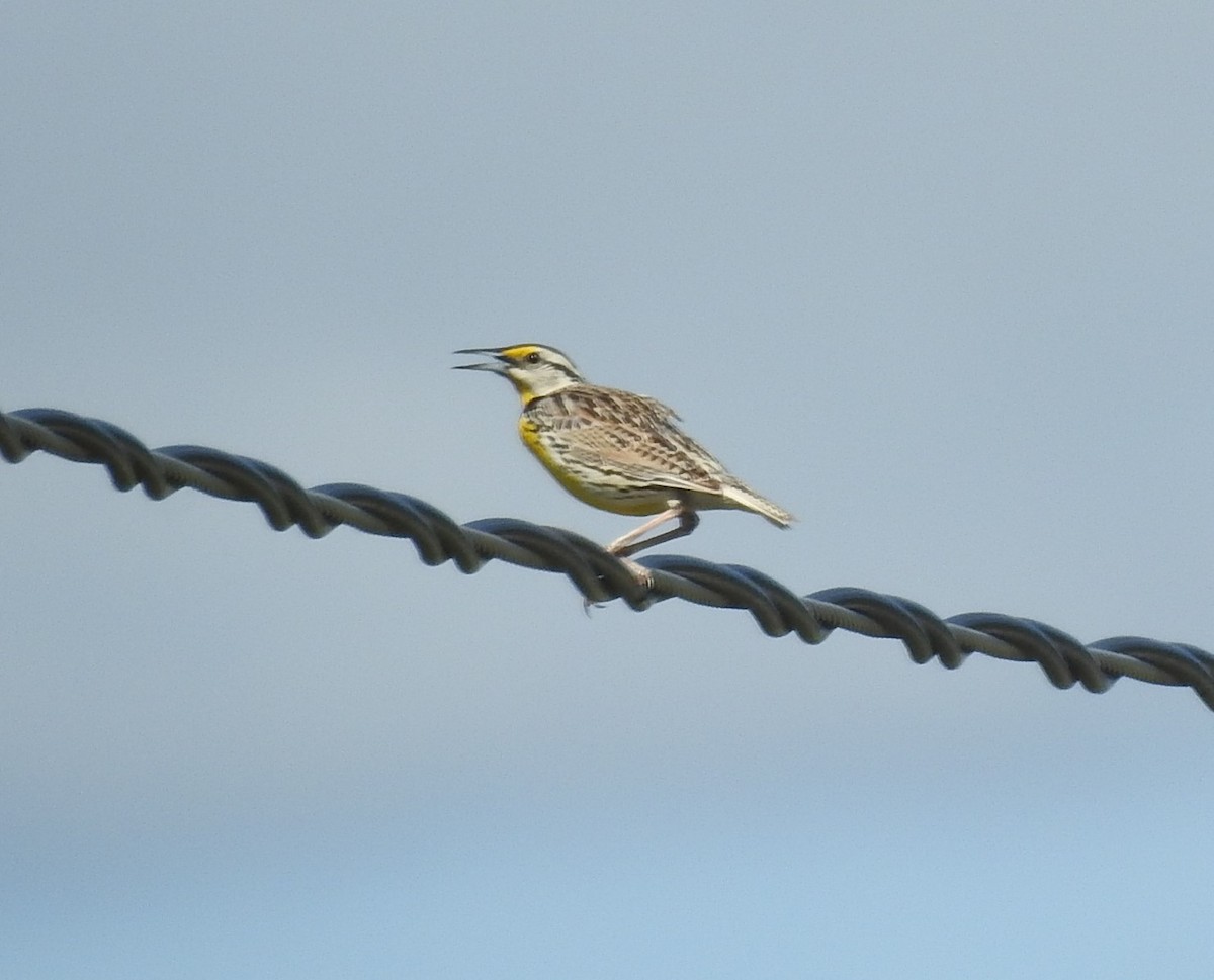 Eastern Meadowlark - ML620198681