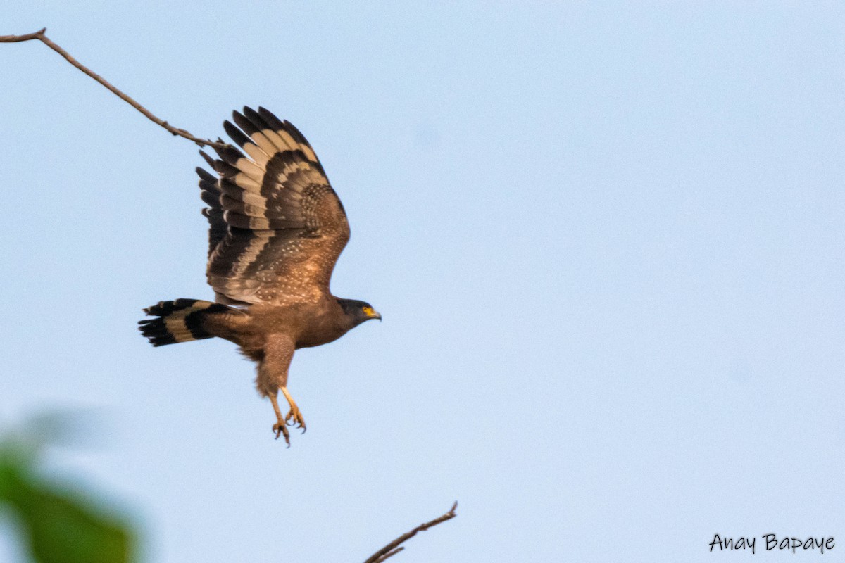 Crested Serpent-Eagle - ML620198682