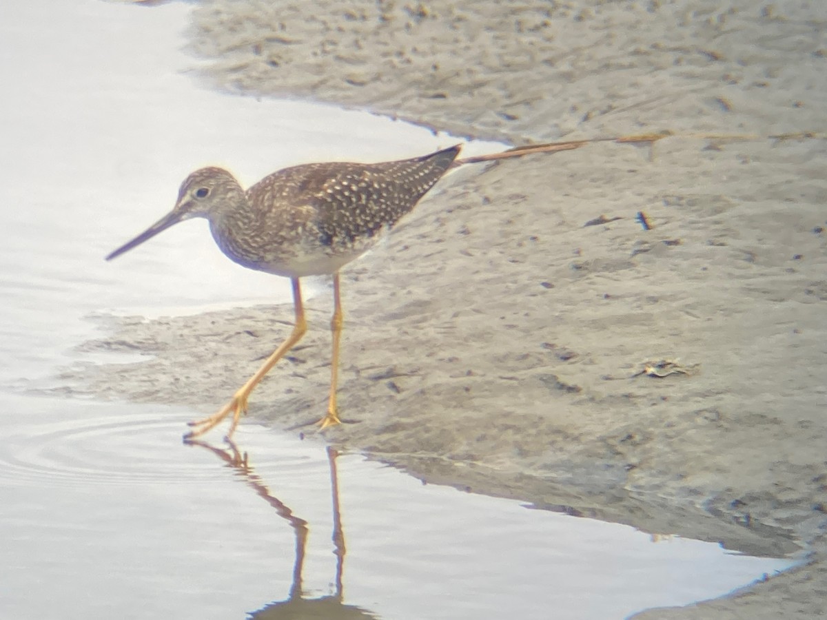 Greater Yellowlegs - ML620198685