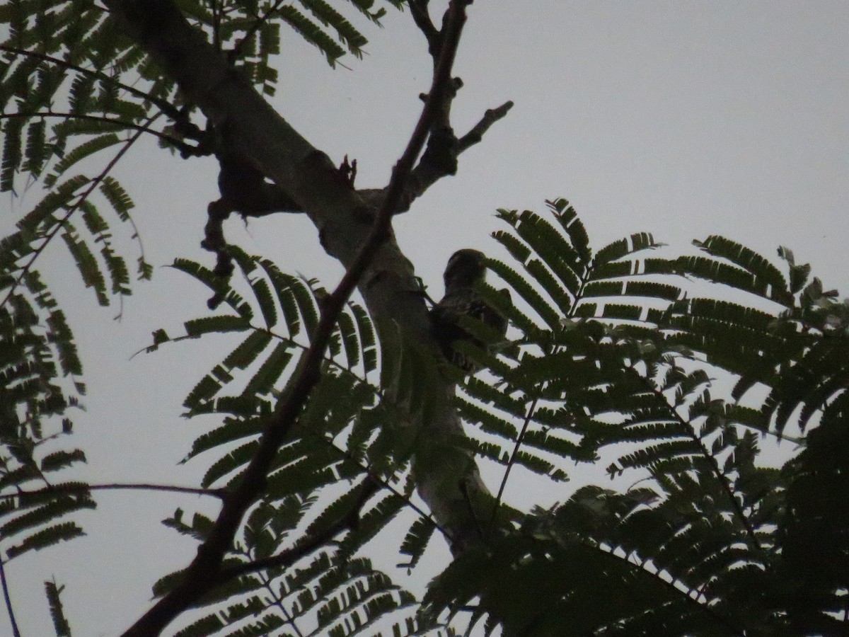 Gray-capped Pygmy Woodpecker - ML620198688