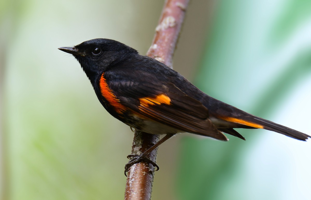 American Redstart - ML620198694