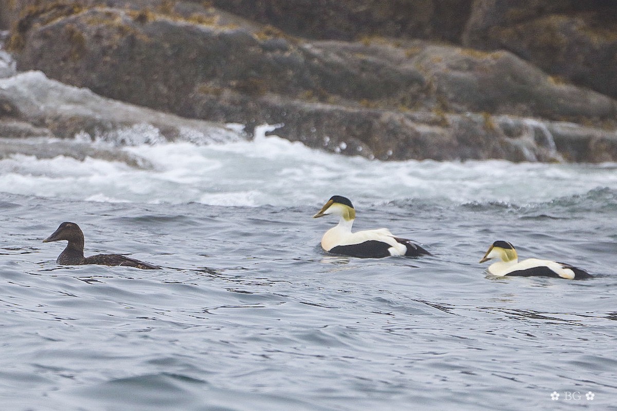 Common Eider - ML620198698