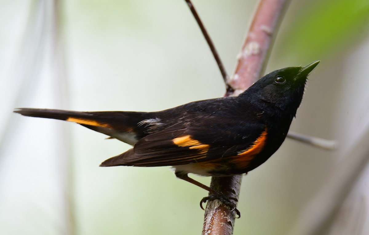 American Redstart - ML620198702