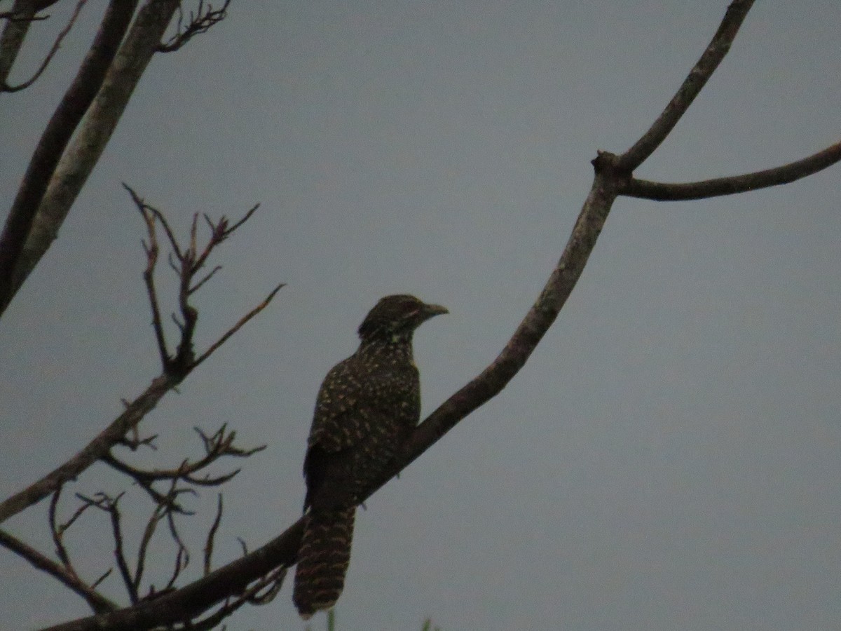 Asian Koel - ML620198709