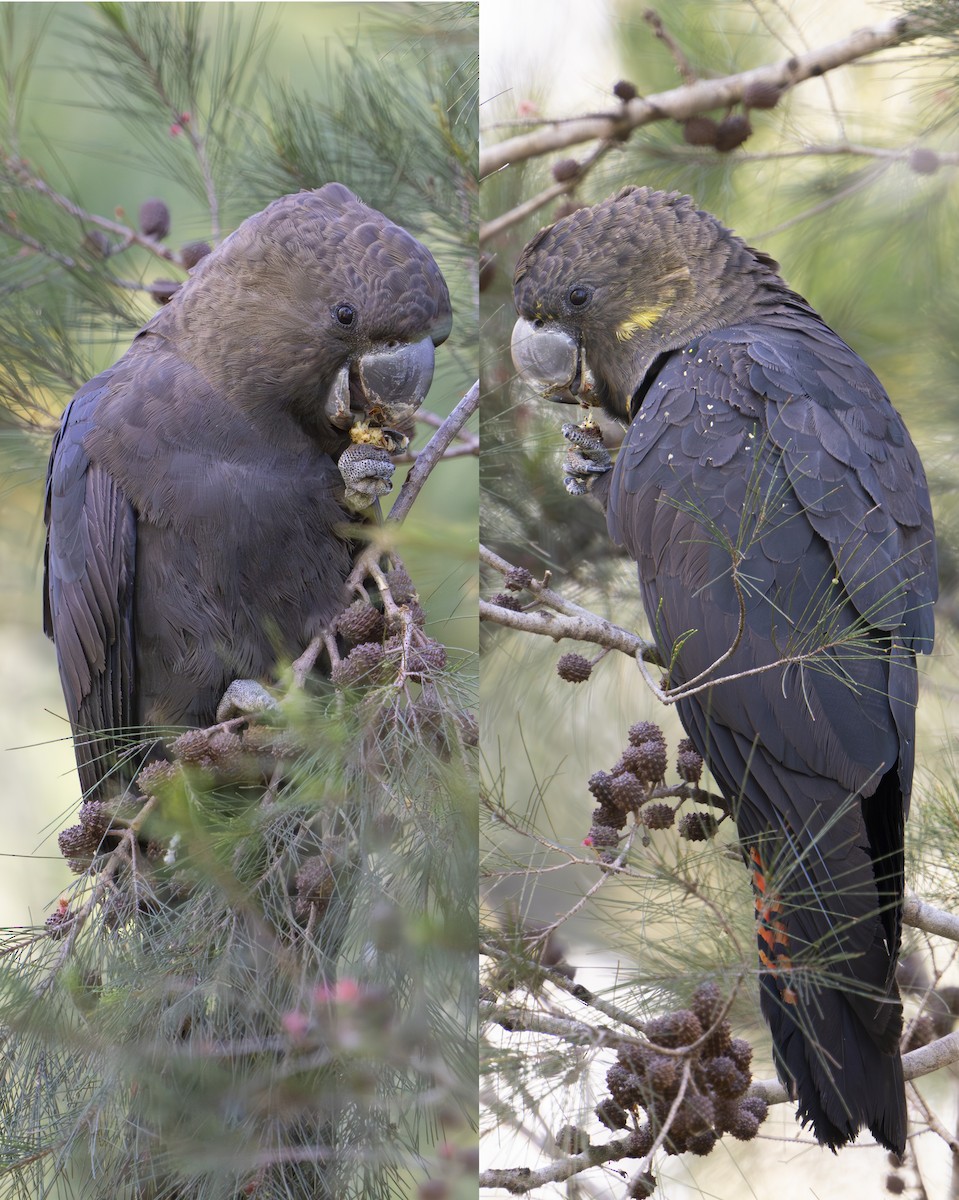 Glossy Black-Cockatoo - ML620198710