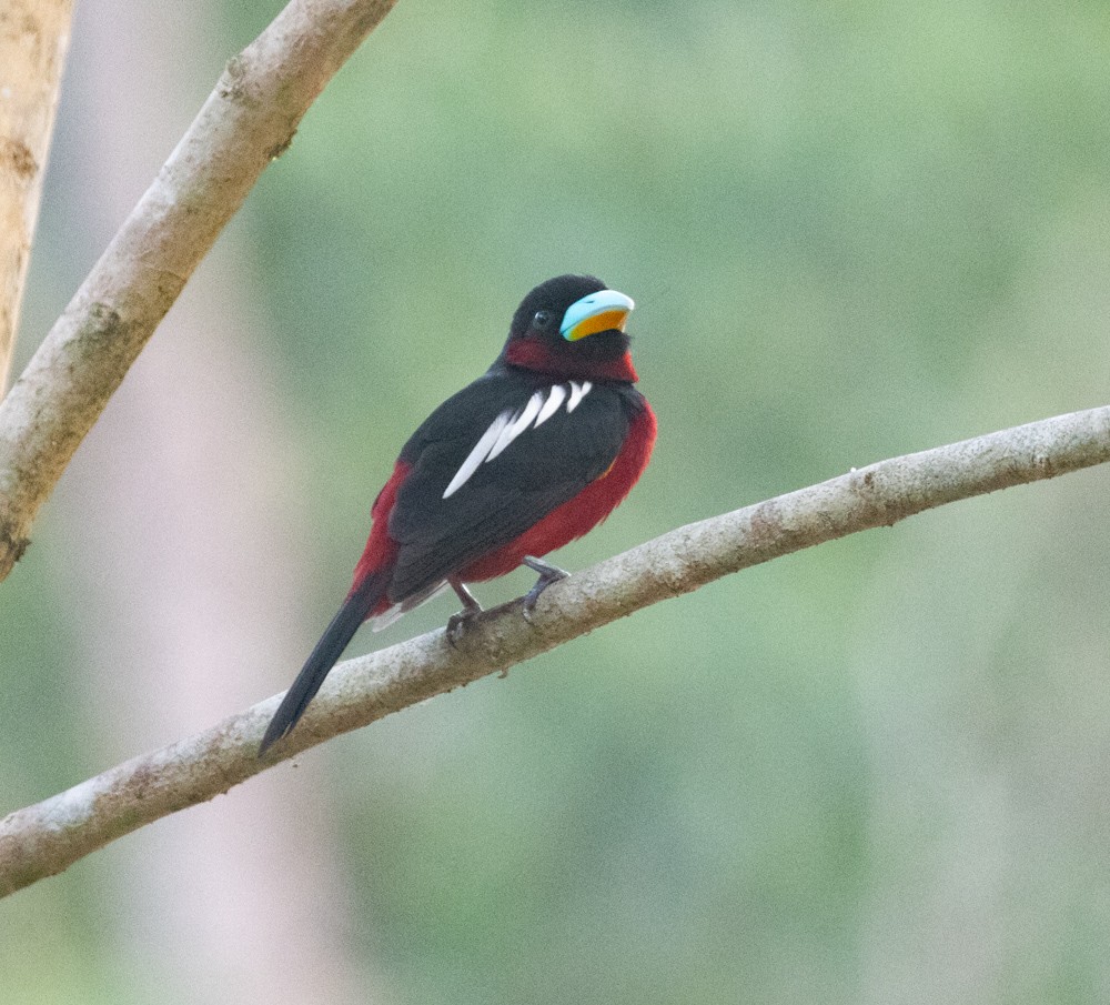 Black-and-red Broadbill - ML620198727