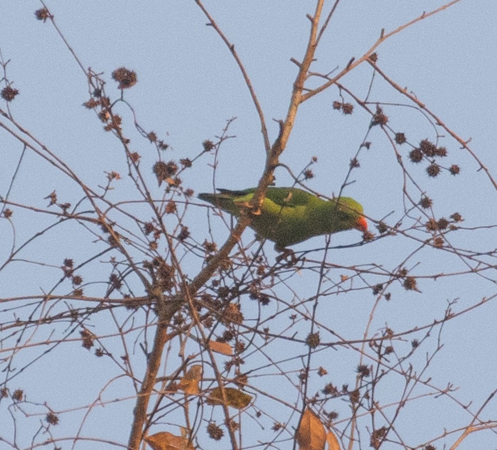 Vernal Hanging-Parrot - ML620198730