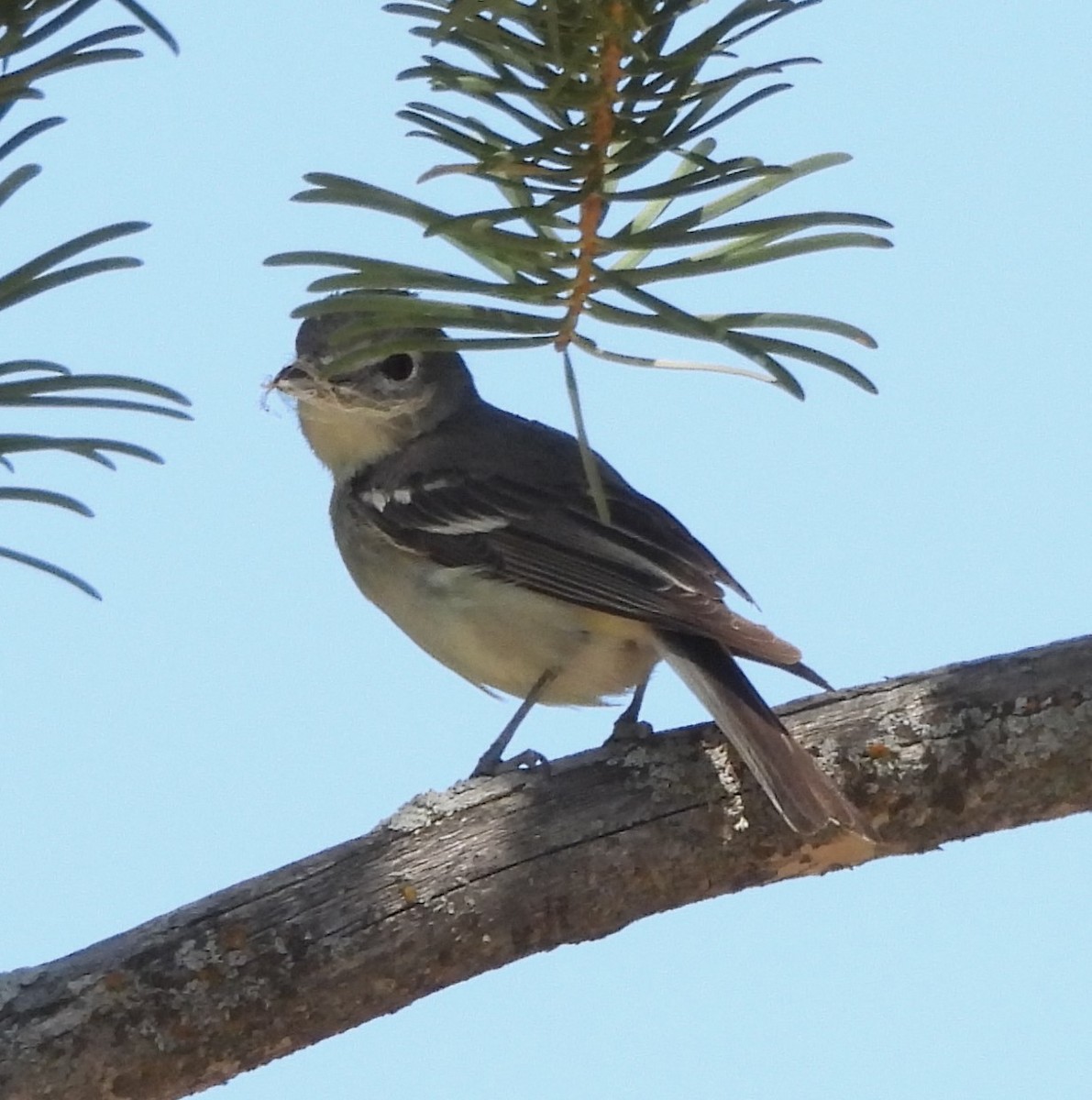 Vireo Plomizo - ML620198731