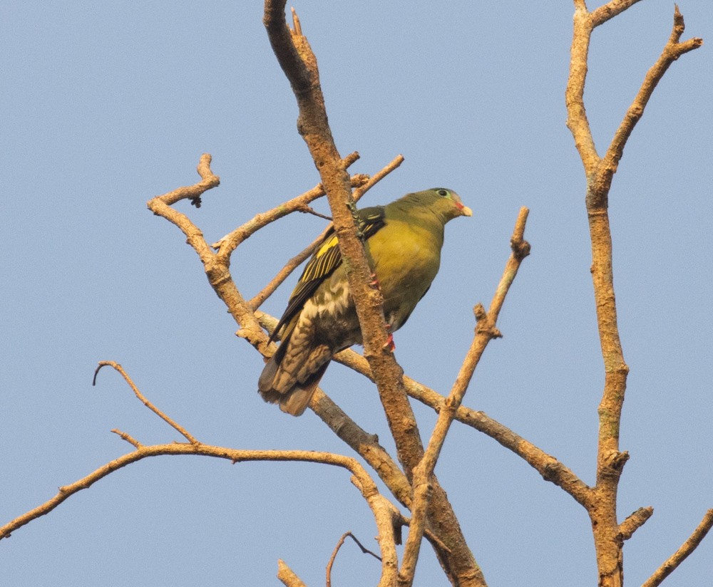 Thick-billed Green-Pigeon - ML620198732
