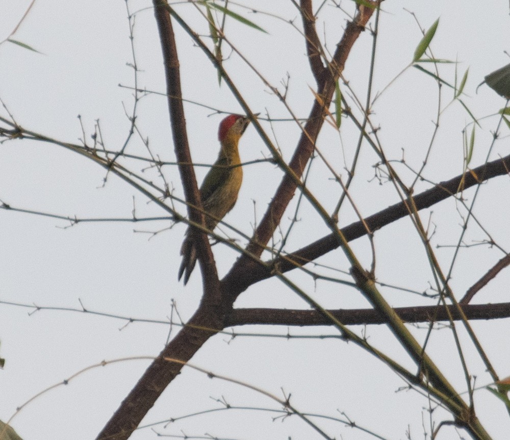 Laced Woodpecker - Lindy Fung