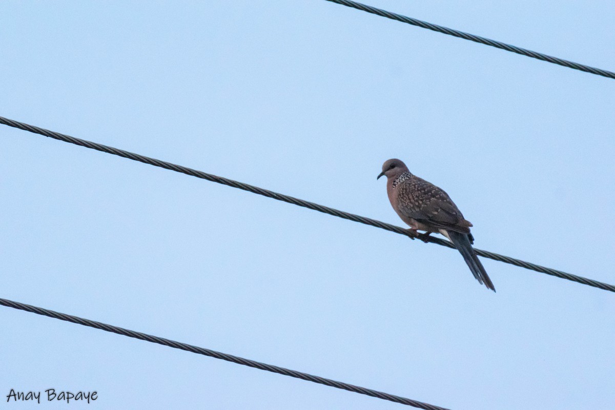 Spotted Dove - ML620198741
